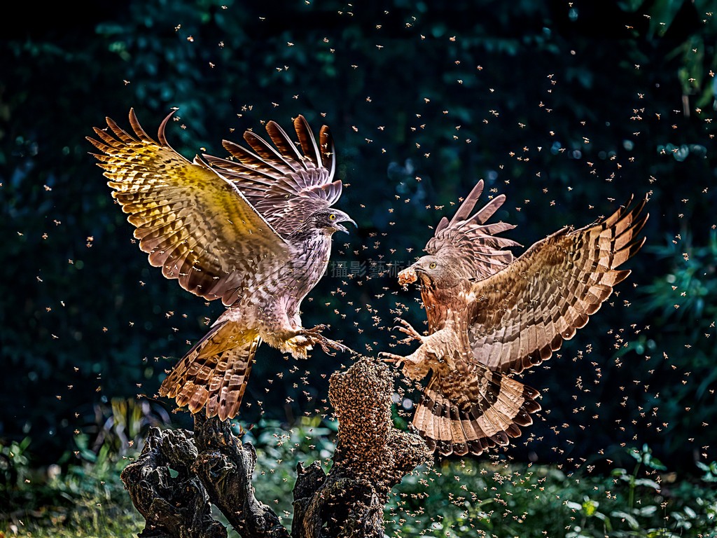 蜂鷹爭食