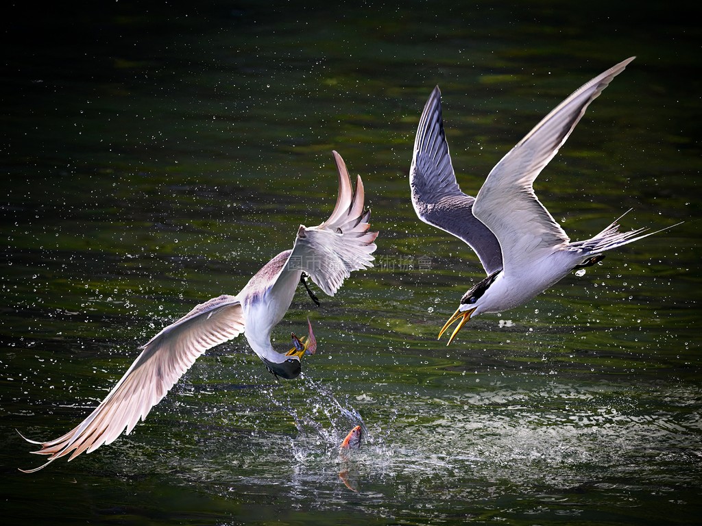 鳳頭燕鷗