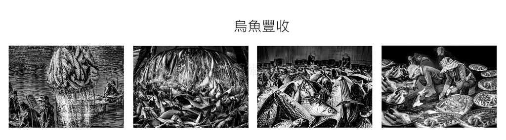 烏魚豐收(組照)