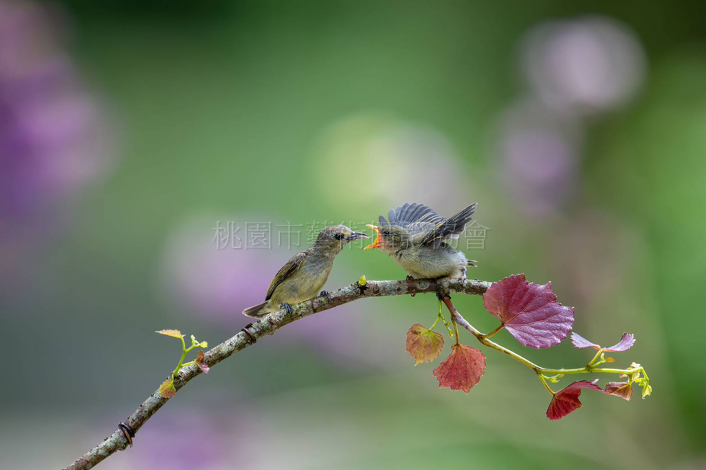 綠啄花育雛