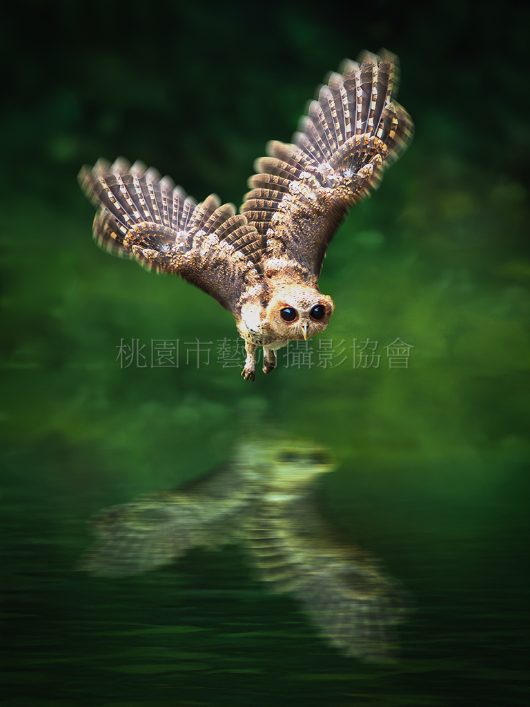 鷹之雄偉