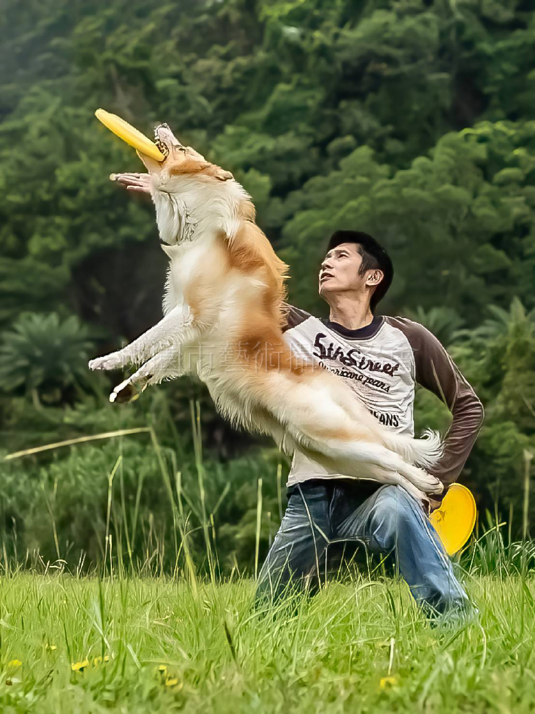飛盤狗
