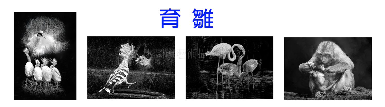 育雛(組照)