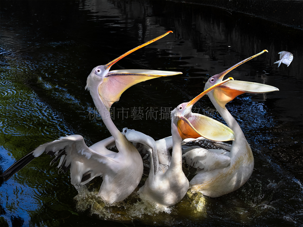 鵜鶘搶食