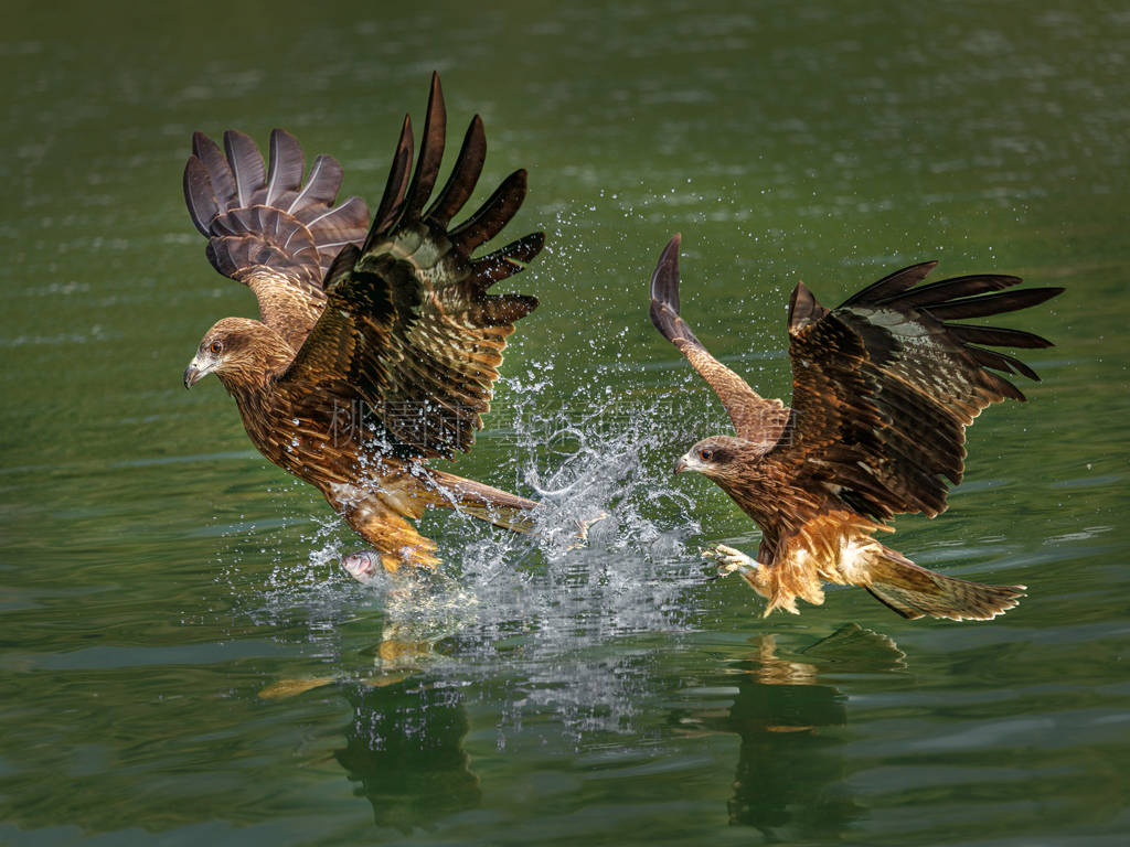 黑鳶搶魚