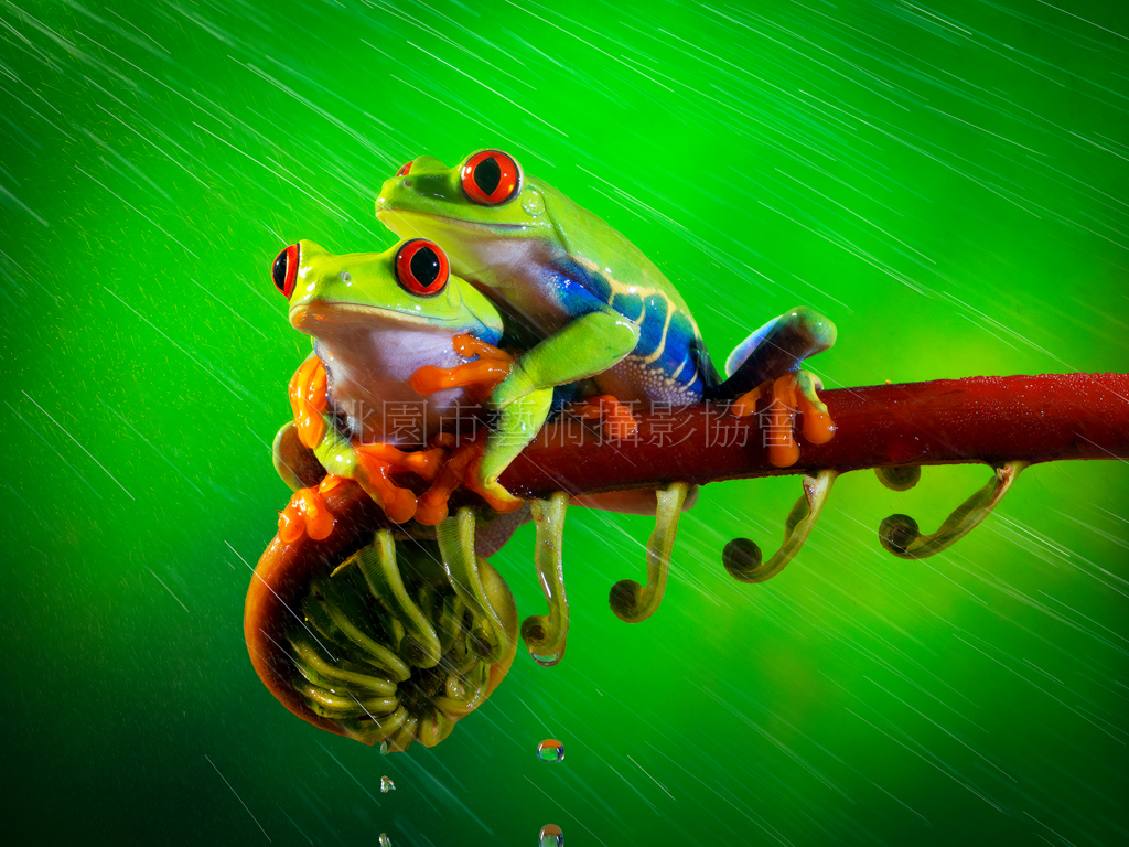 雨中的守護