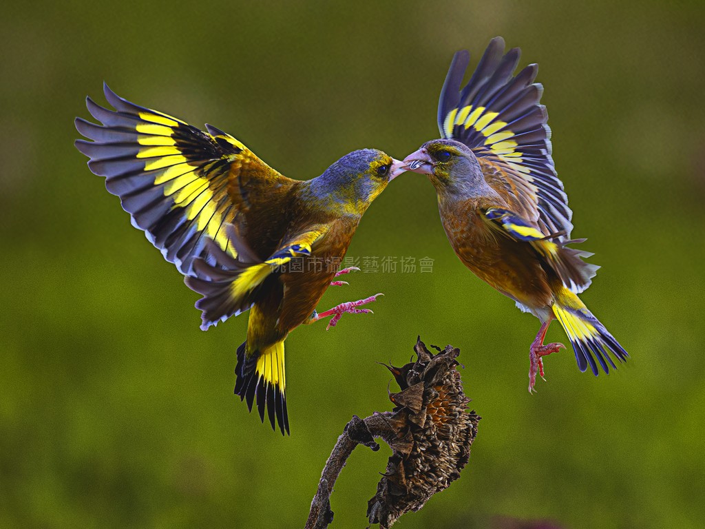 搶食