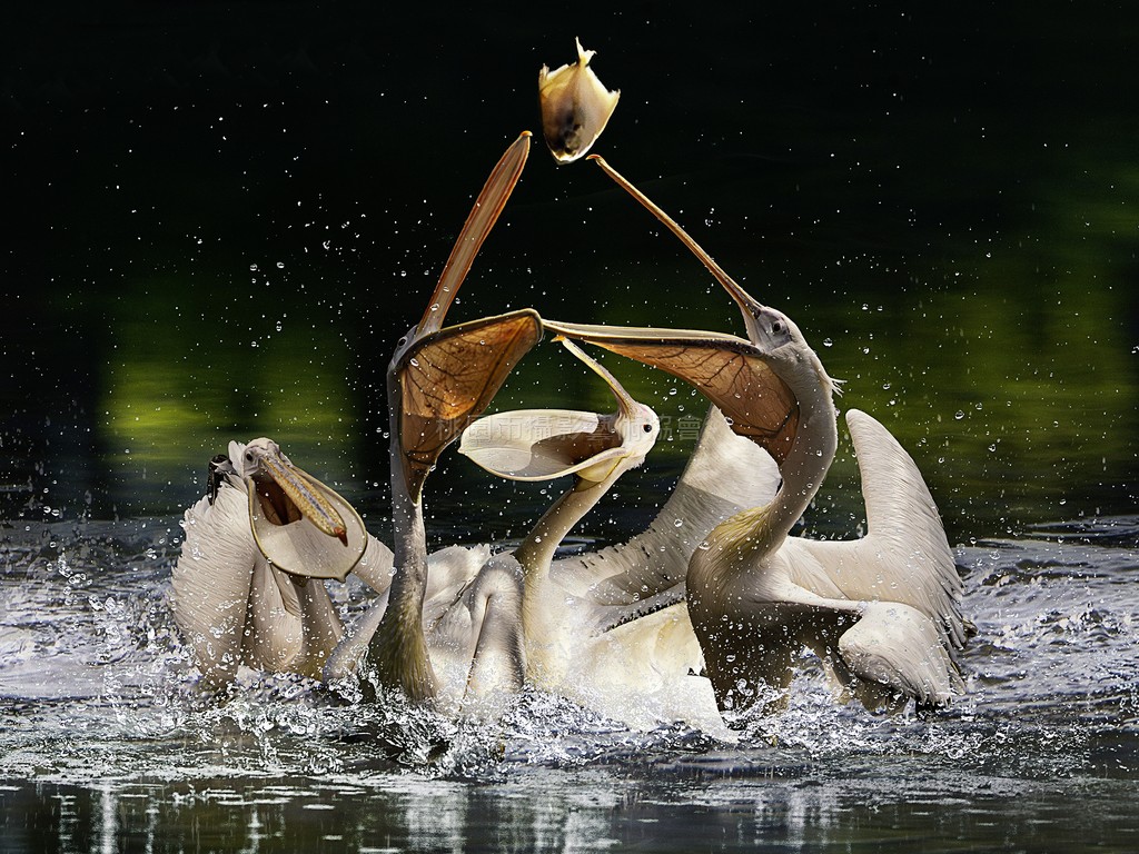 搶魚爭食