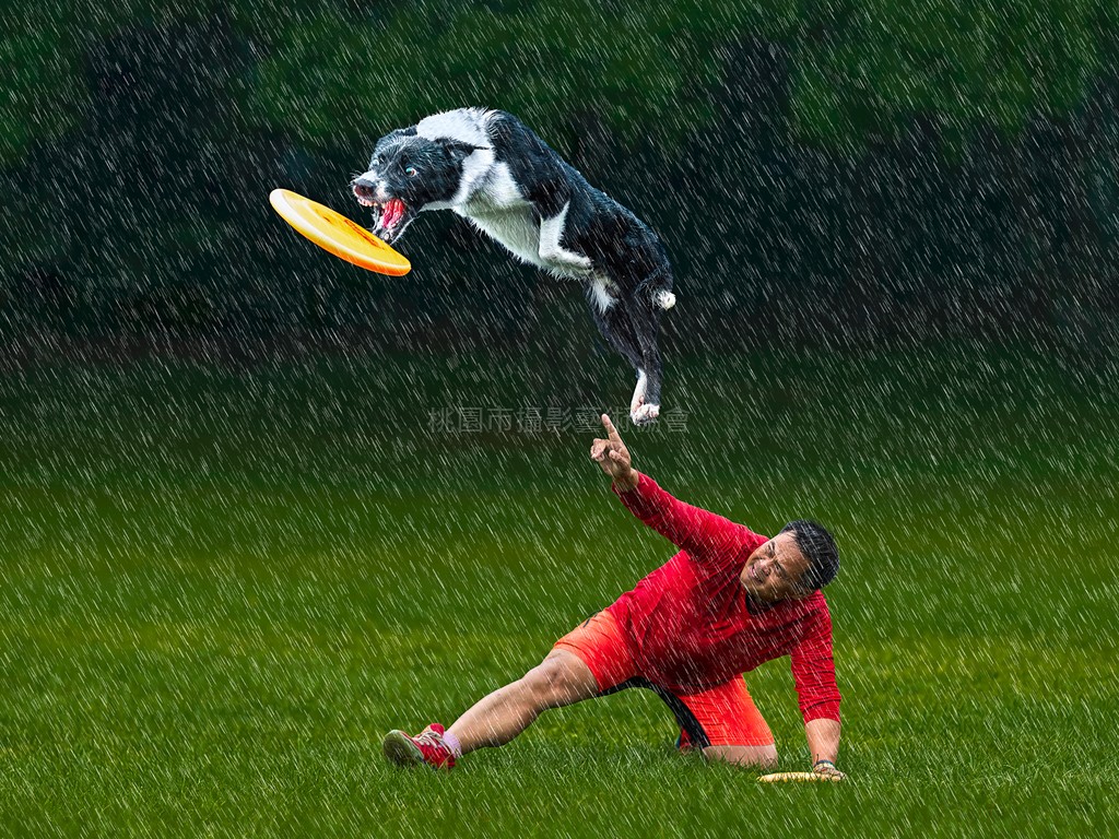 飛盤狗