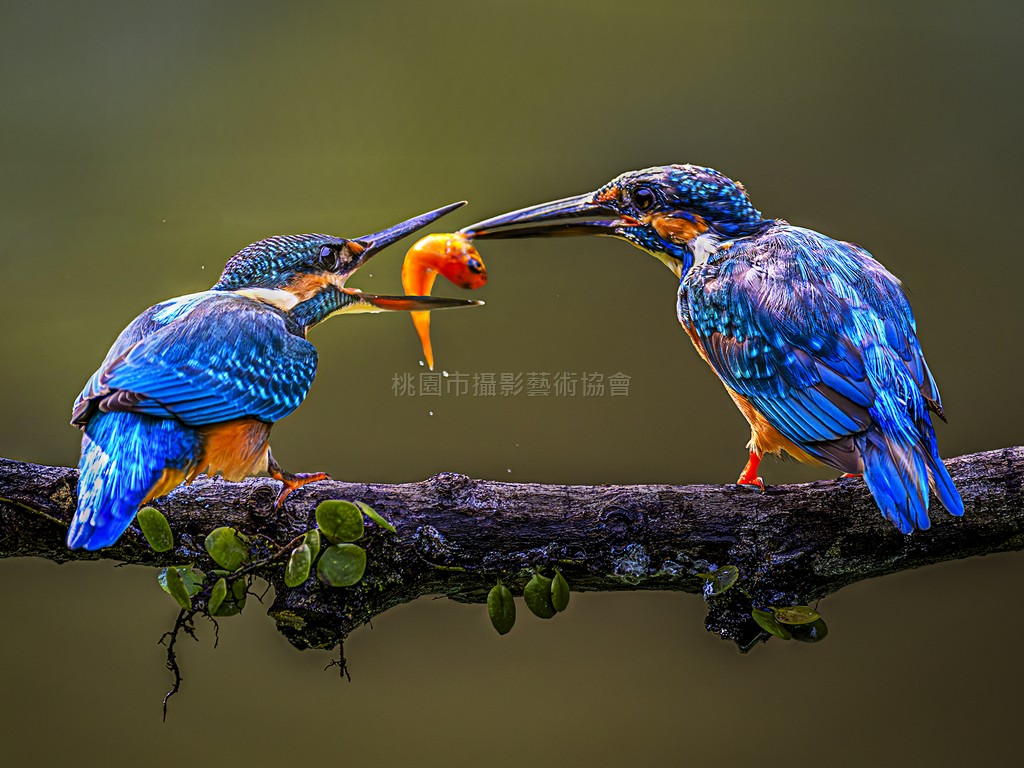 翠鳥育雛