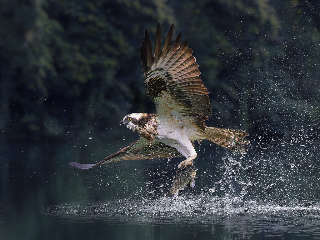 魚鷹雄風