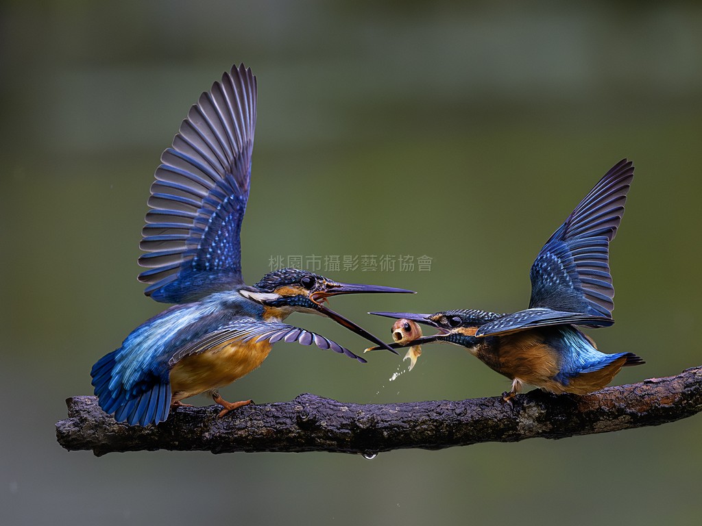 翠鳥之爭