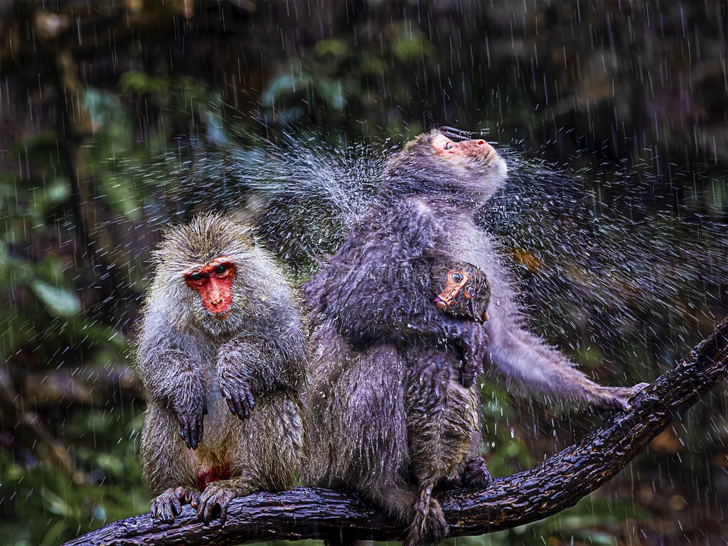 風雨中的依靠