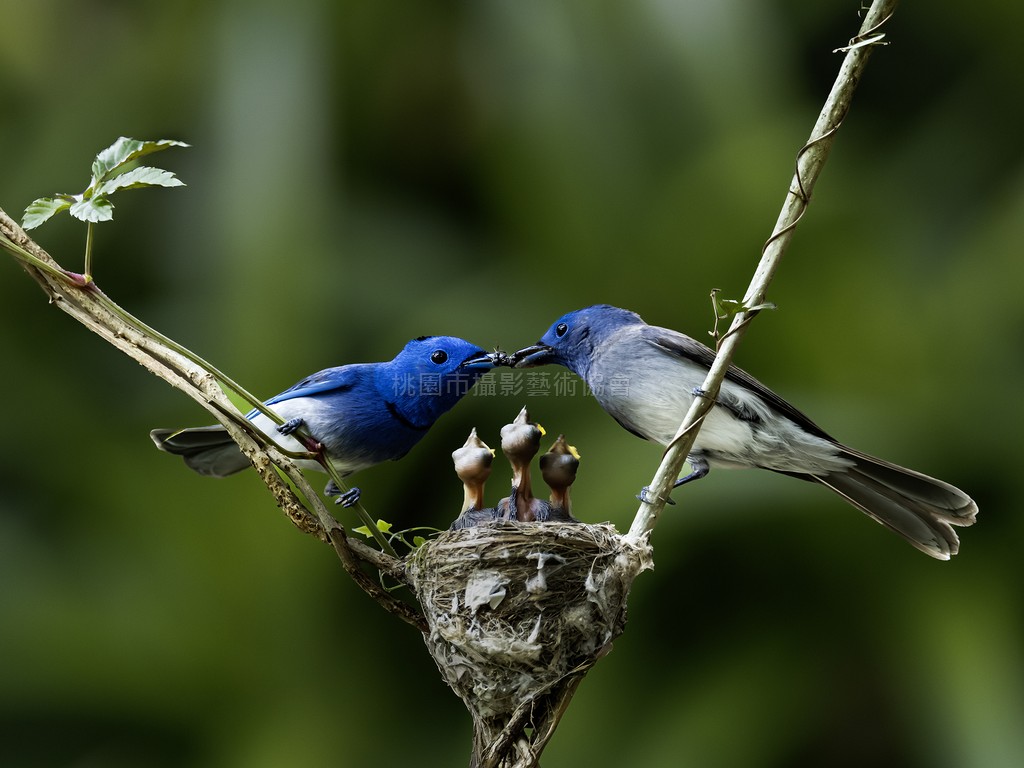 親鳥傳食