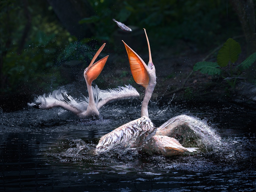 鵜鶘