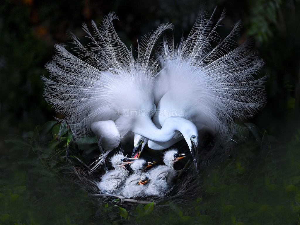 育雛