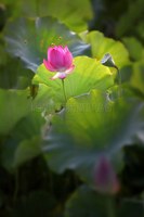 荷