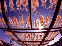曬魷魚