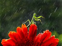 螳螂