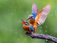 雨中傳情