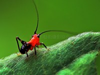 紅衣獨行俠