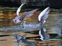 燕鷗雙飛