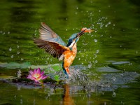 翠鳥捕魚
