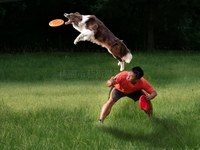 飛盤狗