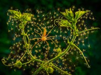 百子千孫