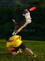 飛盤狗