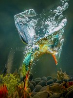 翠鳥捕魚