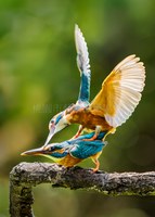 翠鳥之愛