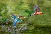 翠鳥搶食