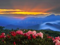 高山杜鵑