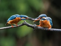 翠鳥傳食