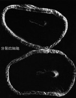 胡文卿