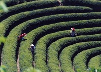 採茶