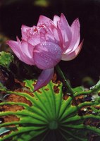 夏荷