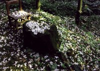 油桐花