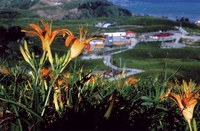 金針花