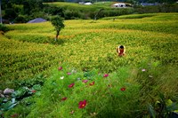 採金針