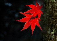 秋的禮讚