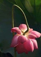 陳啟瑞