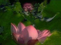 互道平安