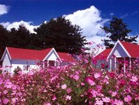 藍天木屋花海