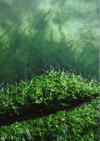 伸展