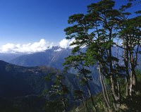 塔關山鐵杉林