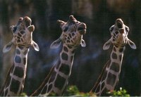 合唱