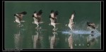 Thumbs/tn_0006-10.jpg