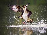 Thumbs/tn_S10507_02.jpg